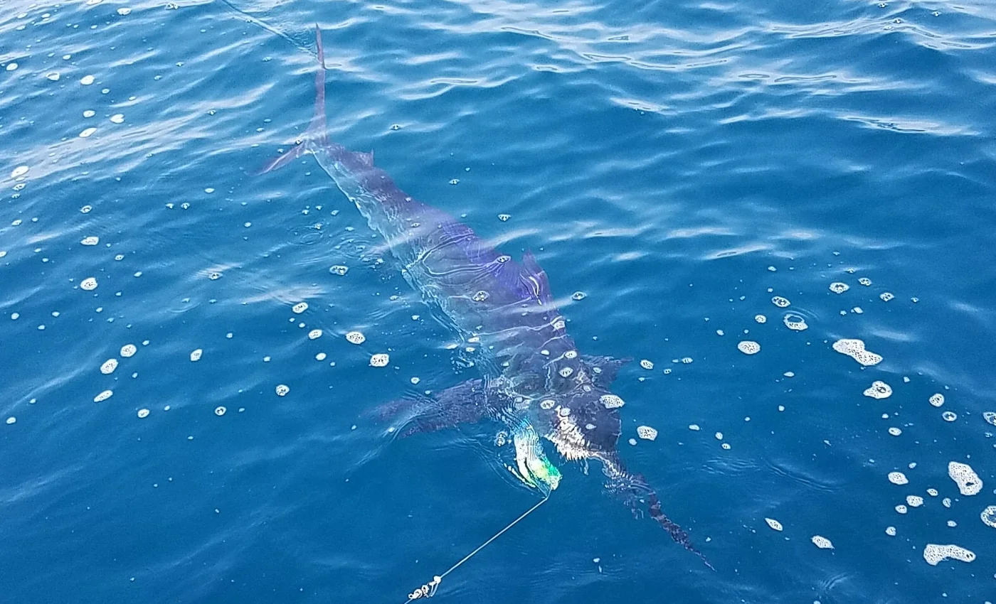 Captain Pete Puerto Vallarta fishing