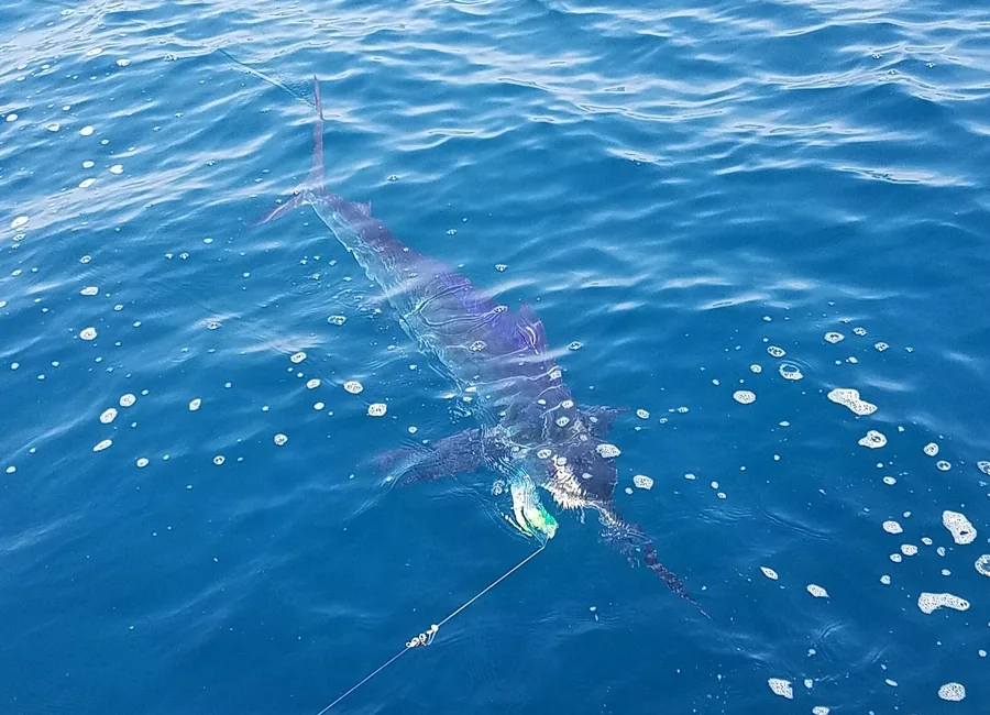 Big game fishing Puerto Vallarta