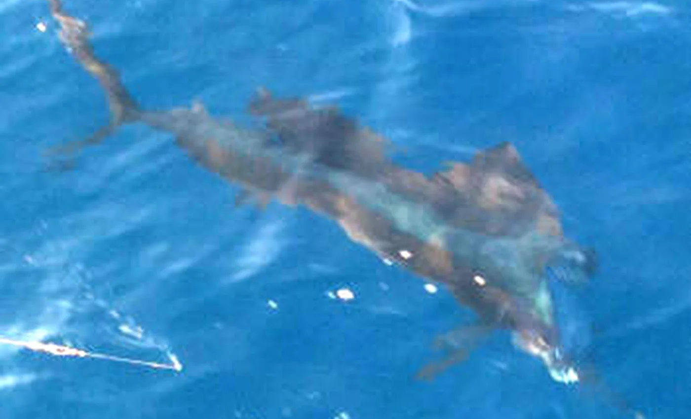 Sailfish Season in Puerto Vallarta: When to Book and What to Expect