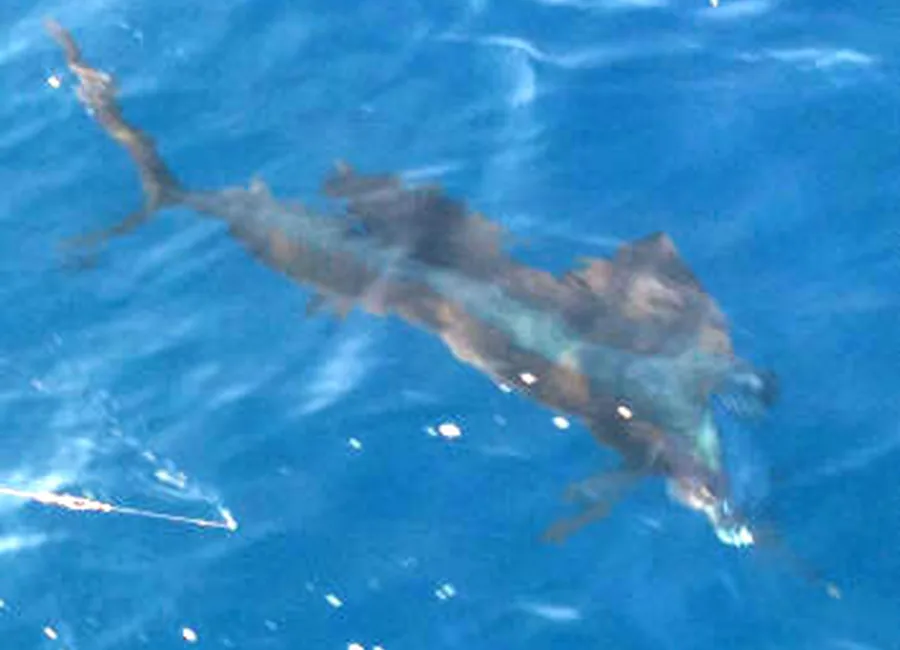Sailfish Season in Puerto Vallarta: When to Book and What to Expect