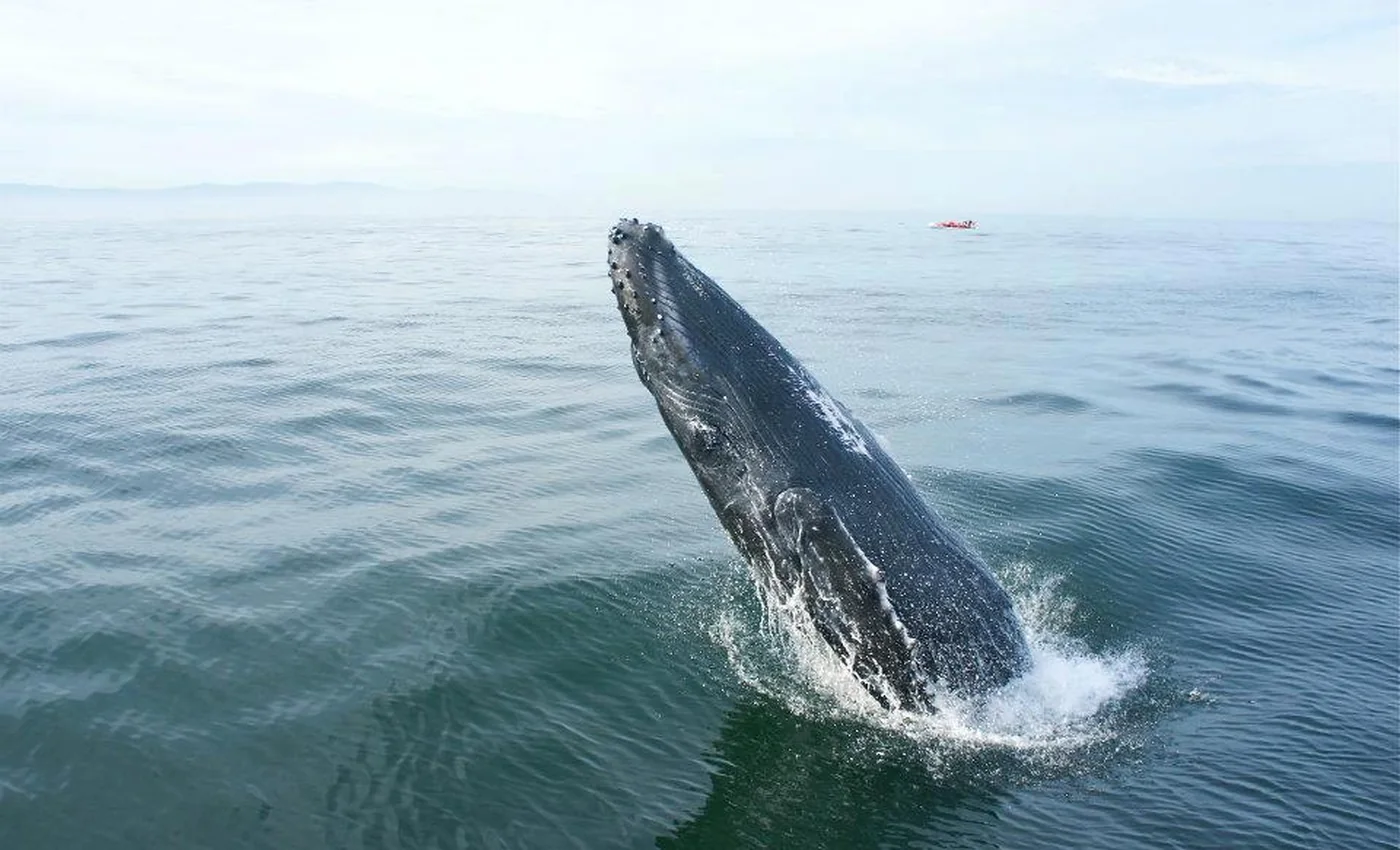 Private Whale Watching, Snorkeling and Sunset Charters in Puerto Vallarta
