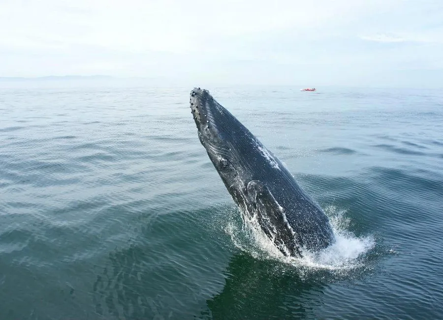 Whale watching Puerto Vallarta